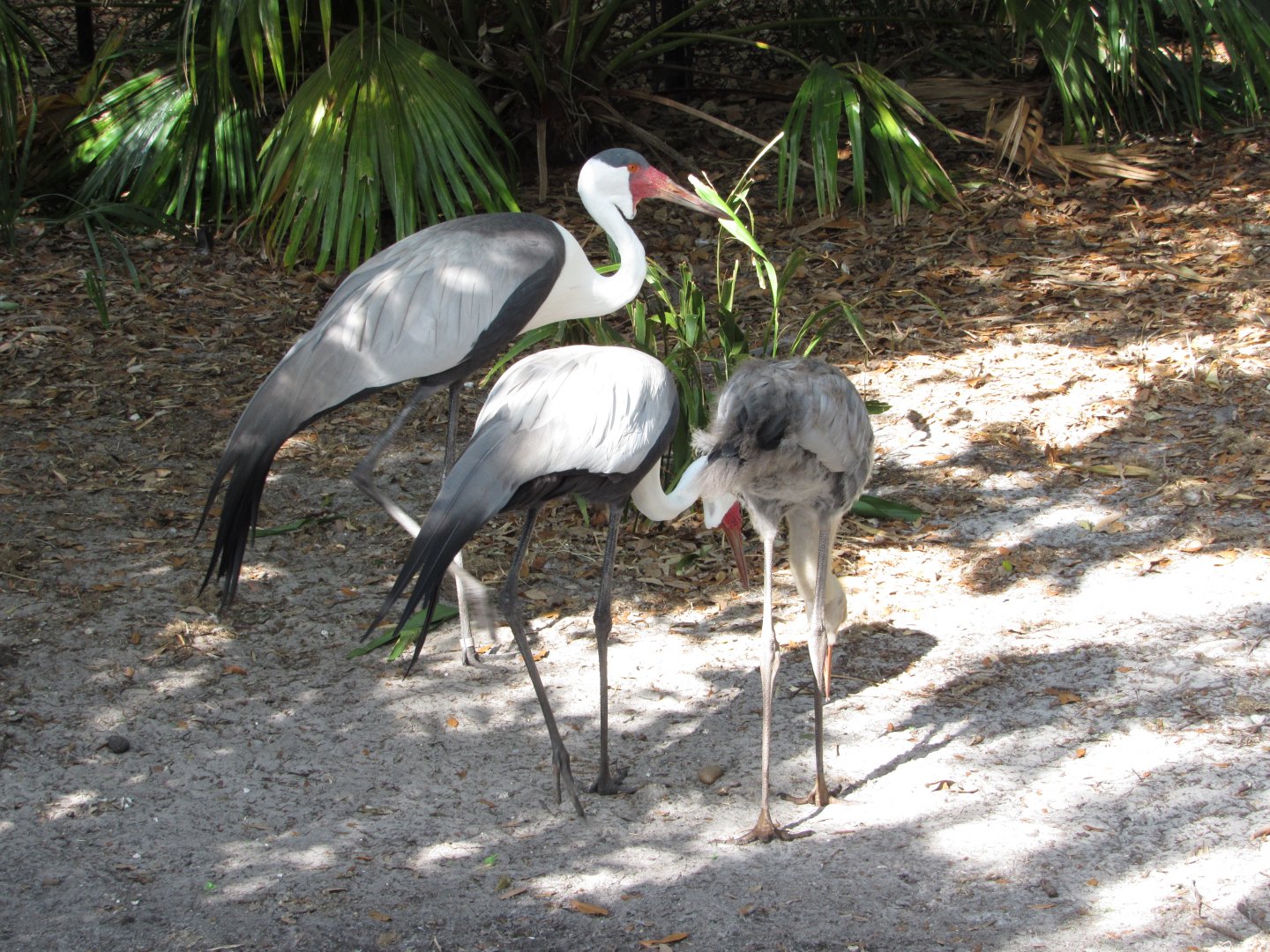 Wattled Crane Family Closeup