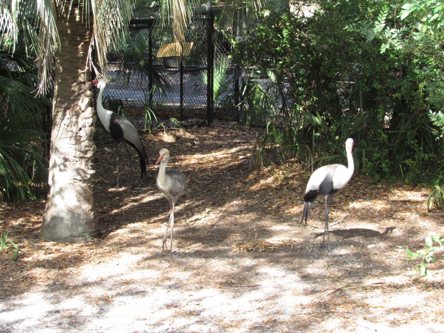 Wattled Crane Family