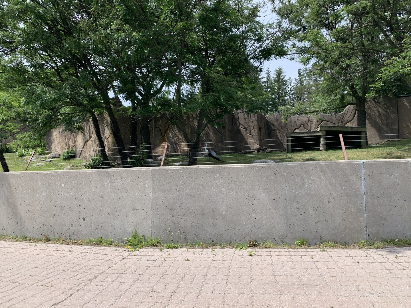 Wattled Crane/Former Dhole pen