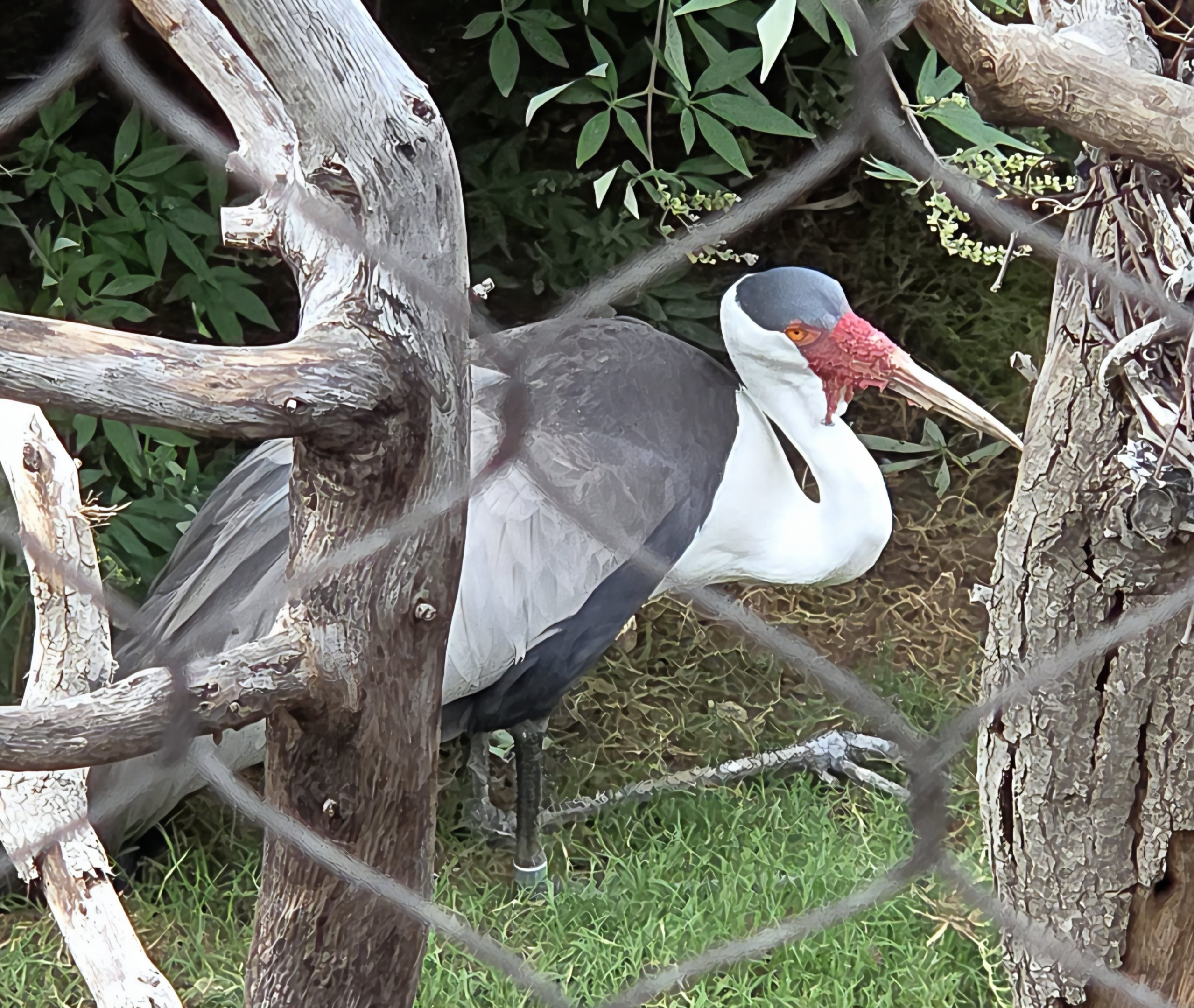 Wattled Crane - Fort Worth Zoo