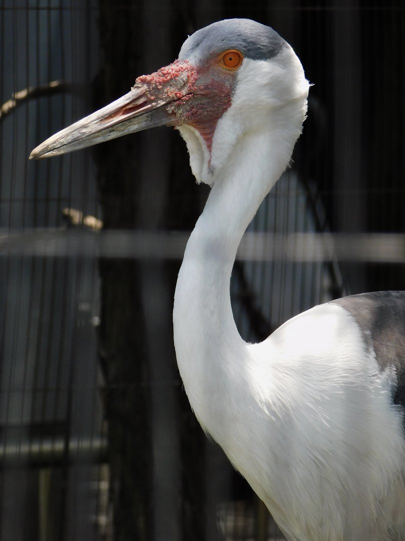 Wattled Crane (Grus carunculata) June 29, 2025