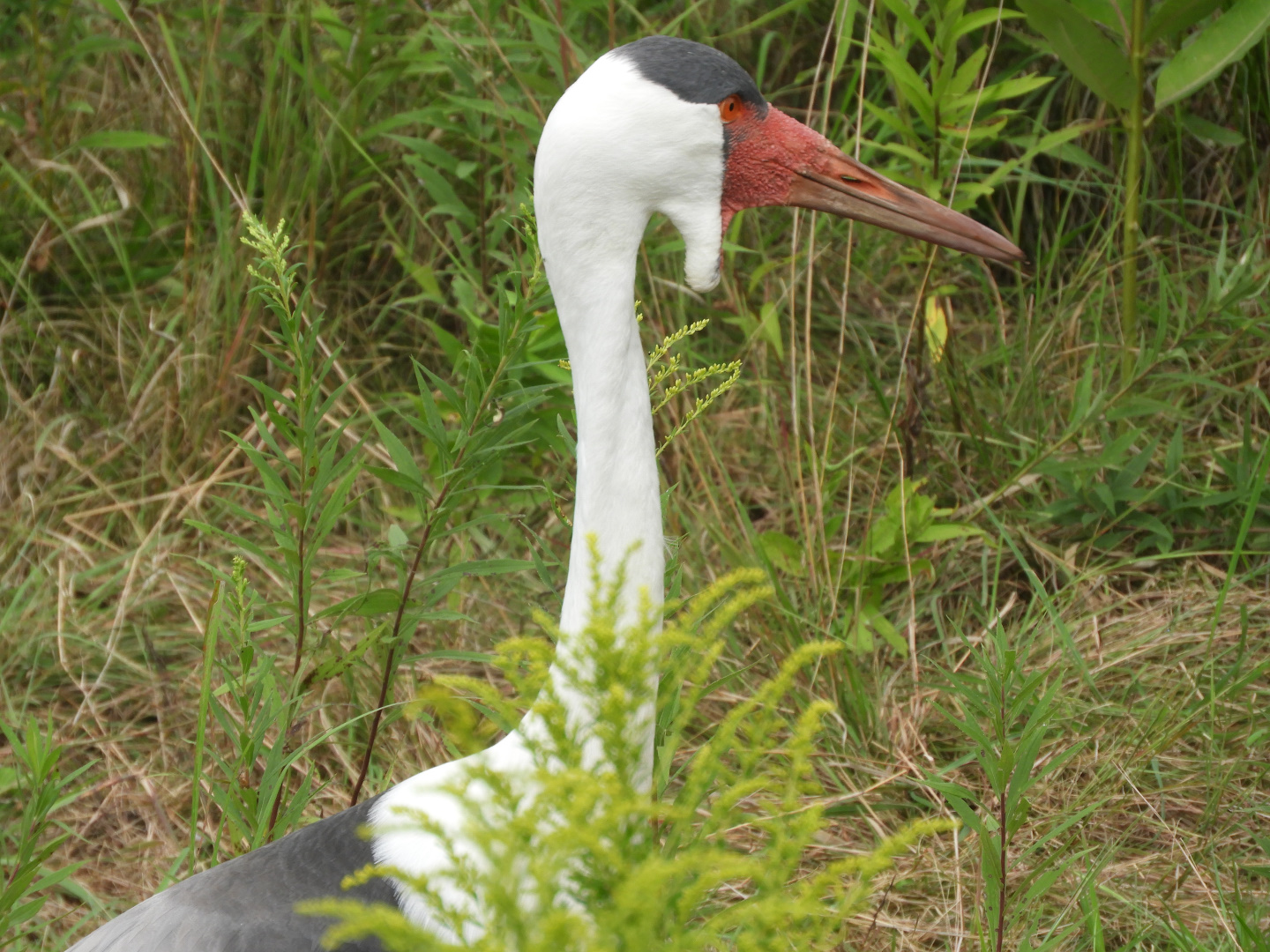 Wattled Crane (Grus carunculata)