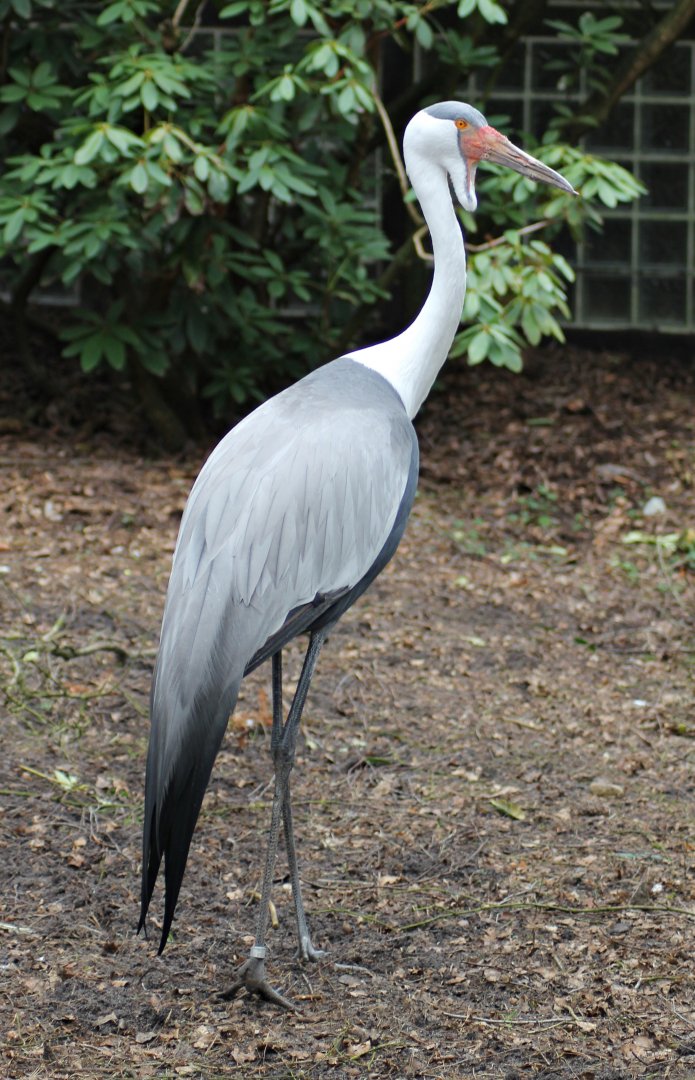 Wattled crane (Grus carunculata)