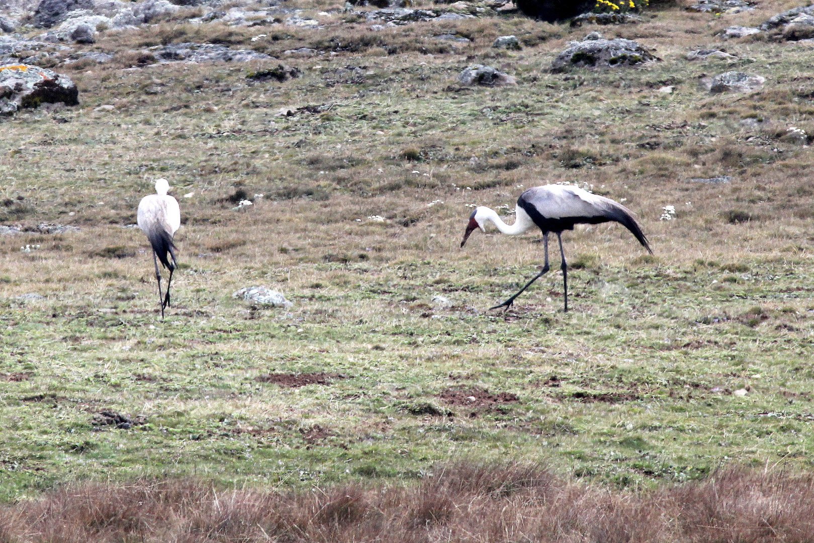 wattled crane (Grus carunculata)