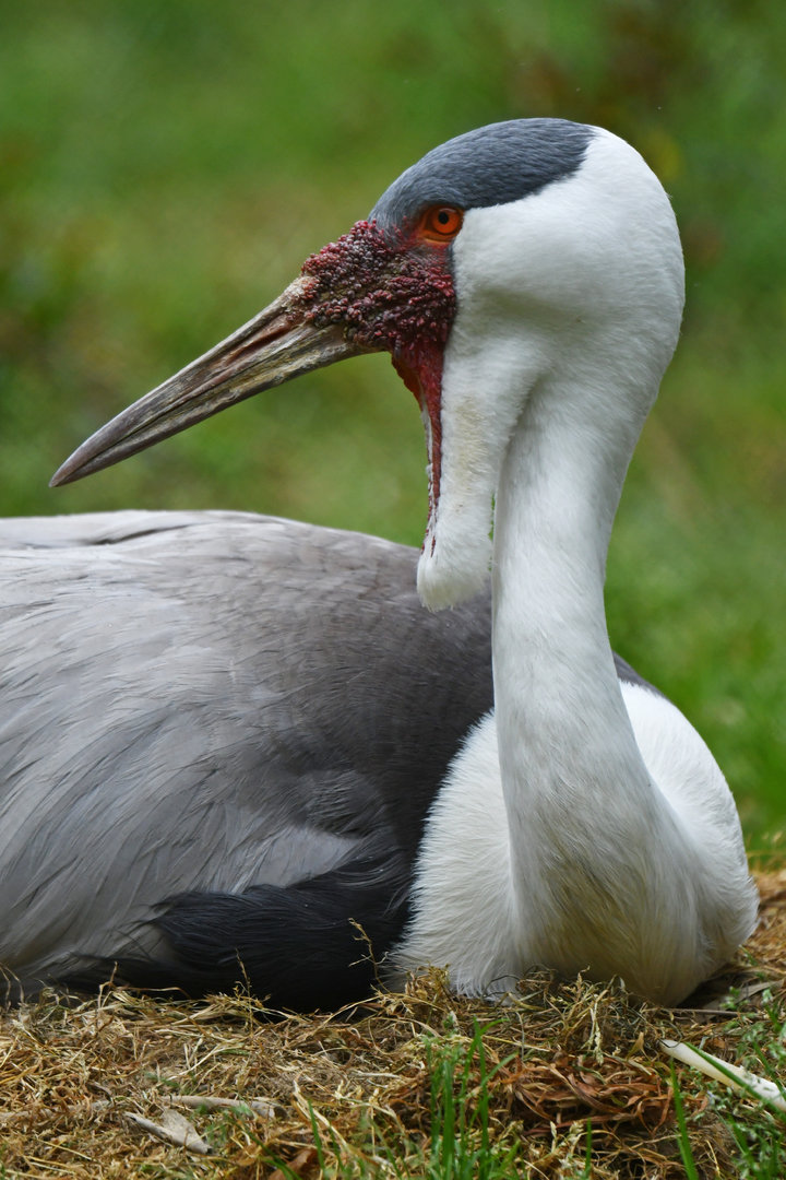 Wattled Crane Grus carunculata
