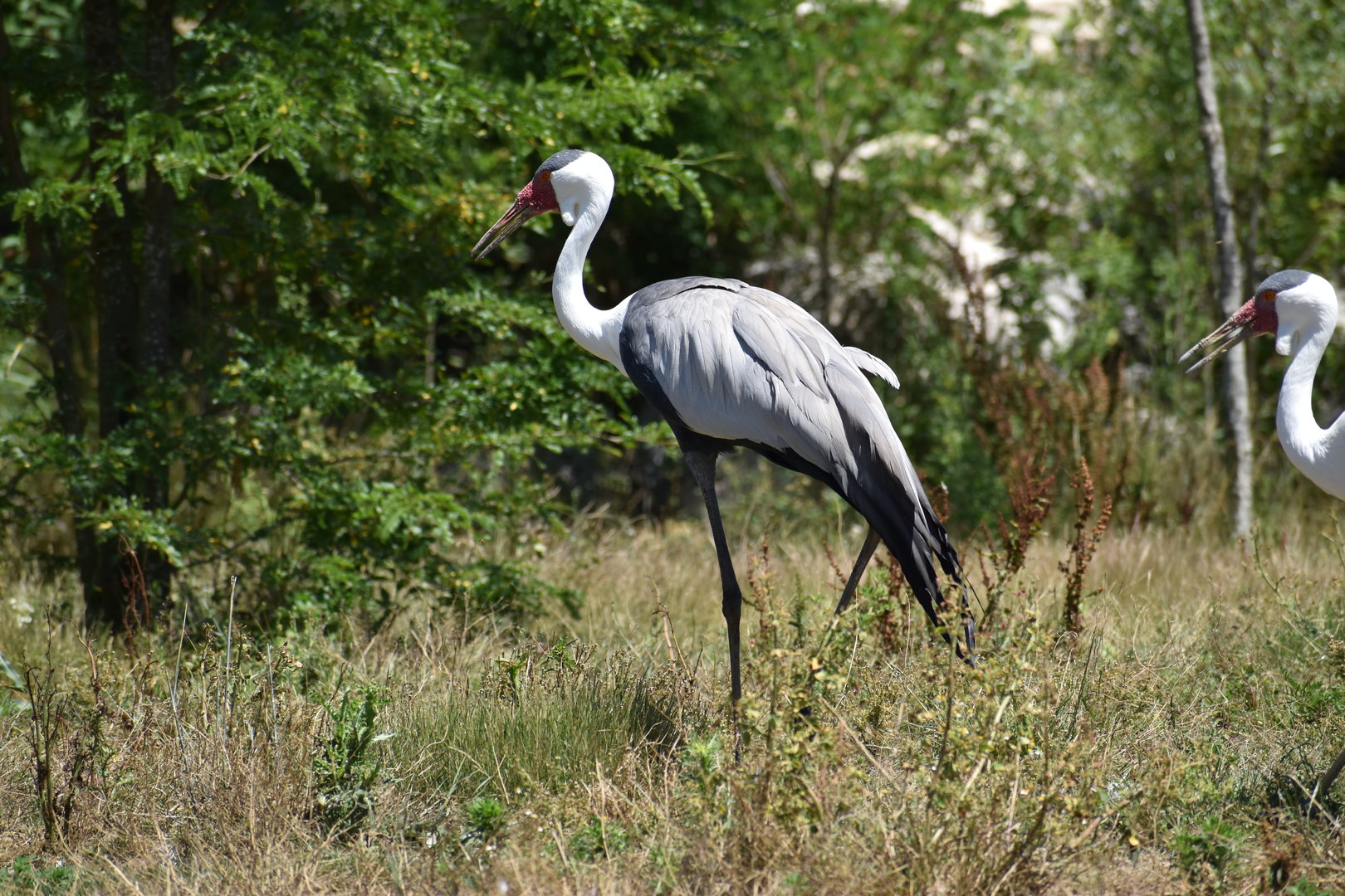 Wattled Crane - Grus carunculata