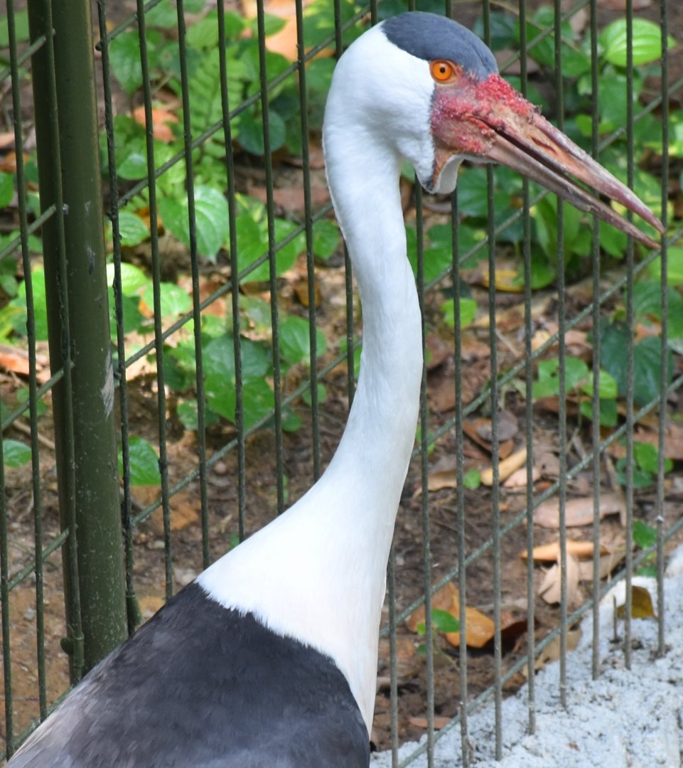 Wattled Crane (Grus carunculata)