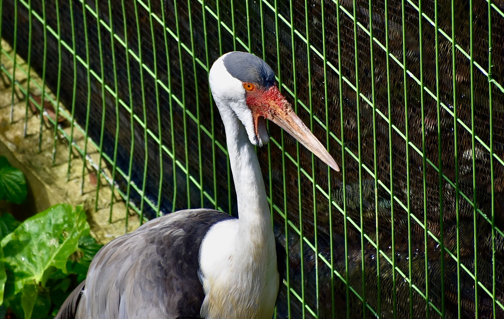 Wattled Crane (Grus carunculata)