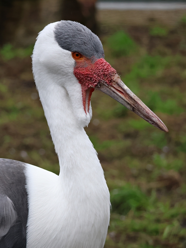 Wattled crane (Grus carunculata)