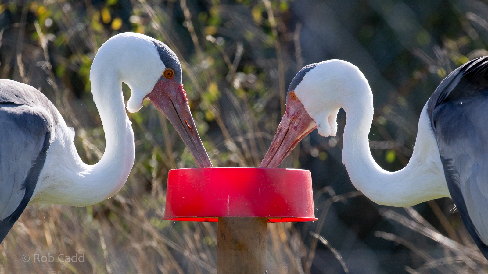 Wattled crane : Hamerton : 02 Sep 2018