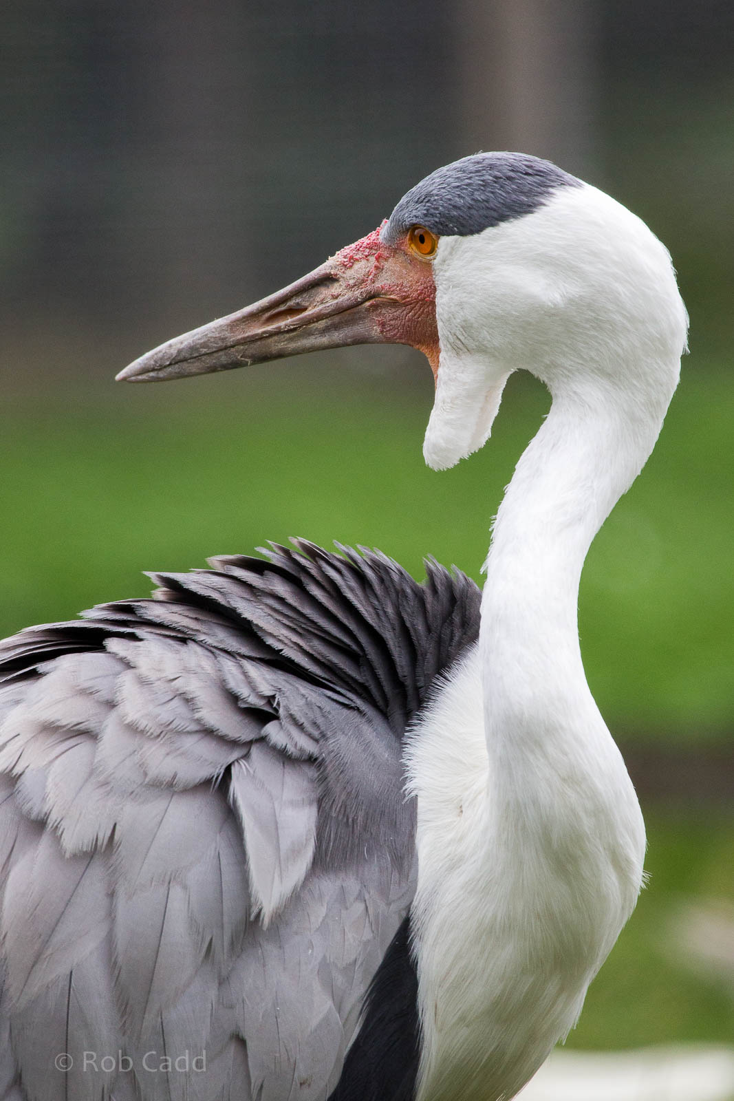 Wattled crane : Hamerton : 05 Sep 2014