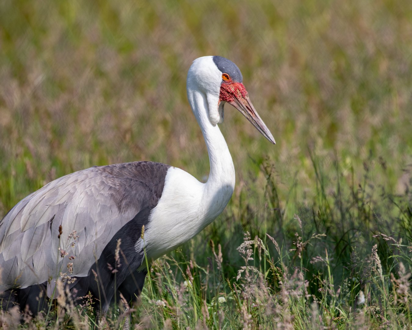 Wattled Crane / Hamerton / 23-6-21