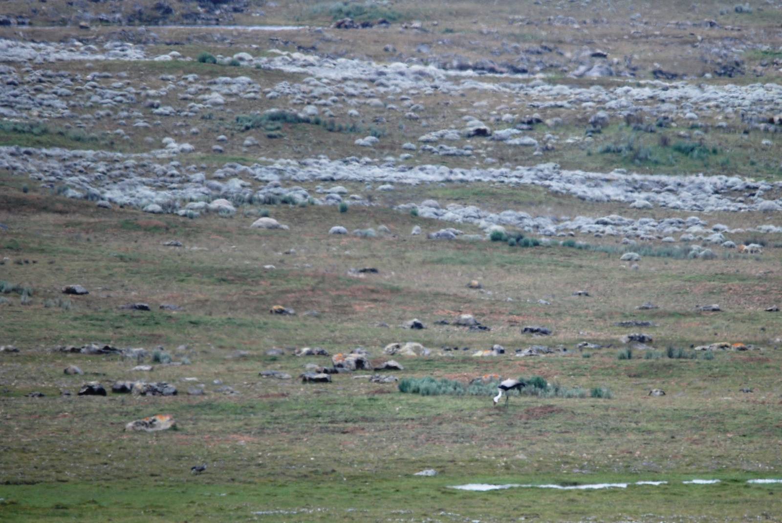Wattled Crane in Bale Mountains NP, 15/10/14