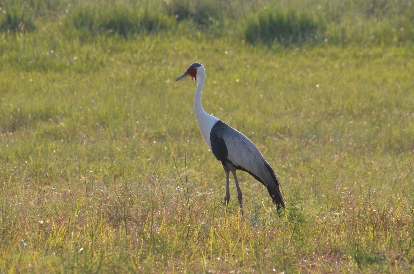 Wattled Crane, Moremi Game Reserve, Botswana, 27/04/16