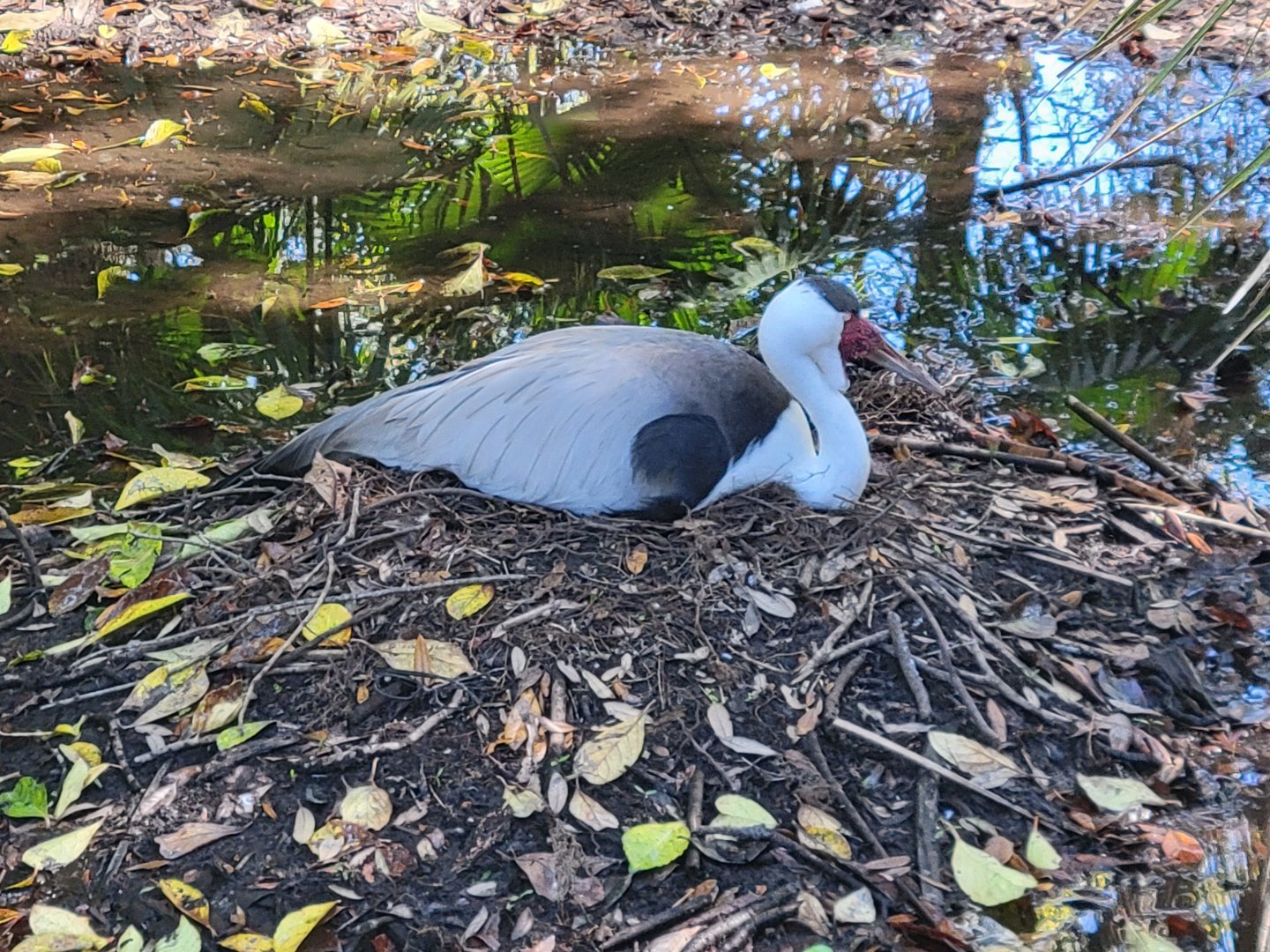 Wattled Crane nesting(Bugeranus carunculatus)