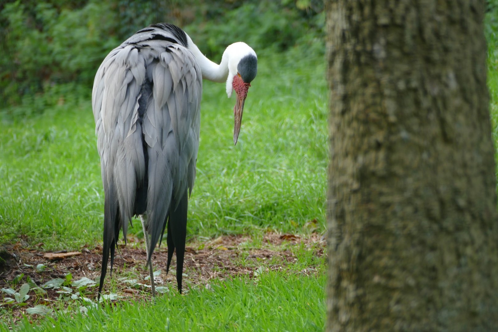Wattled crane, October 2020