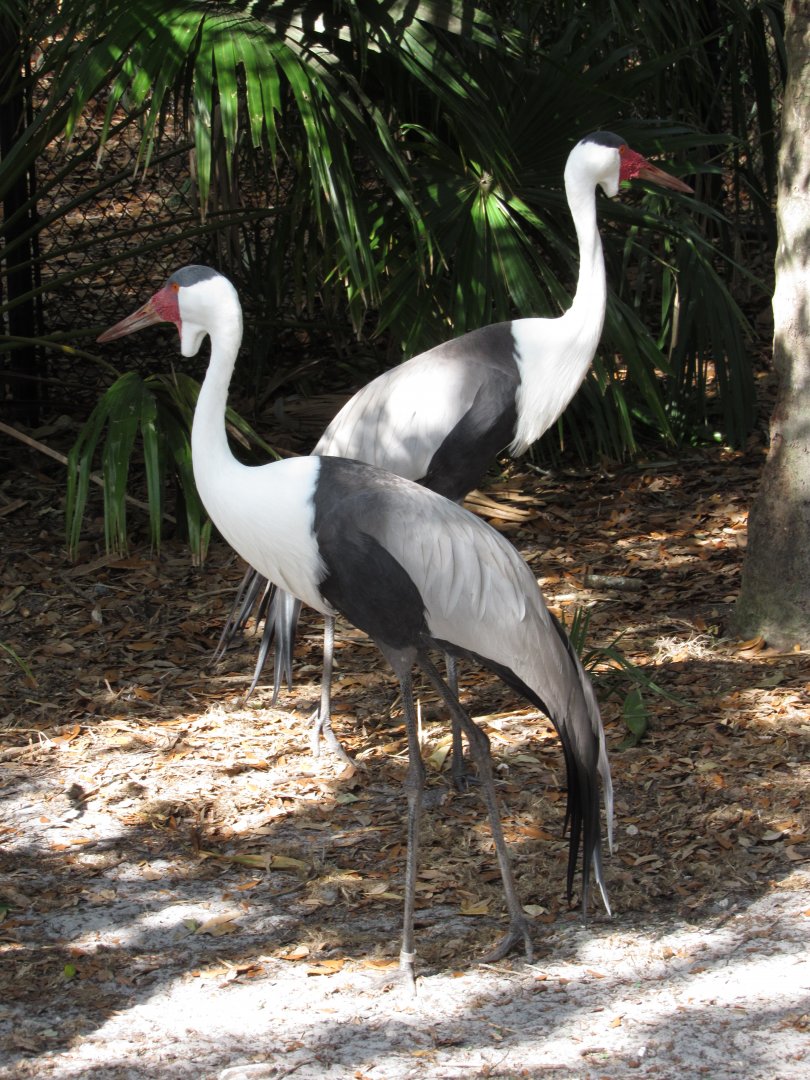 Wattled Crane Pair 1
