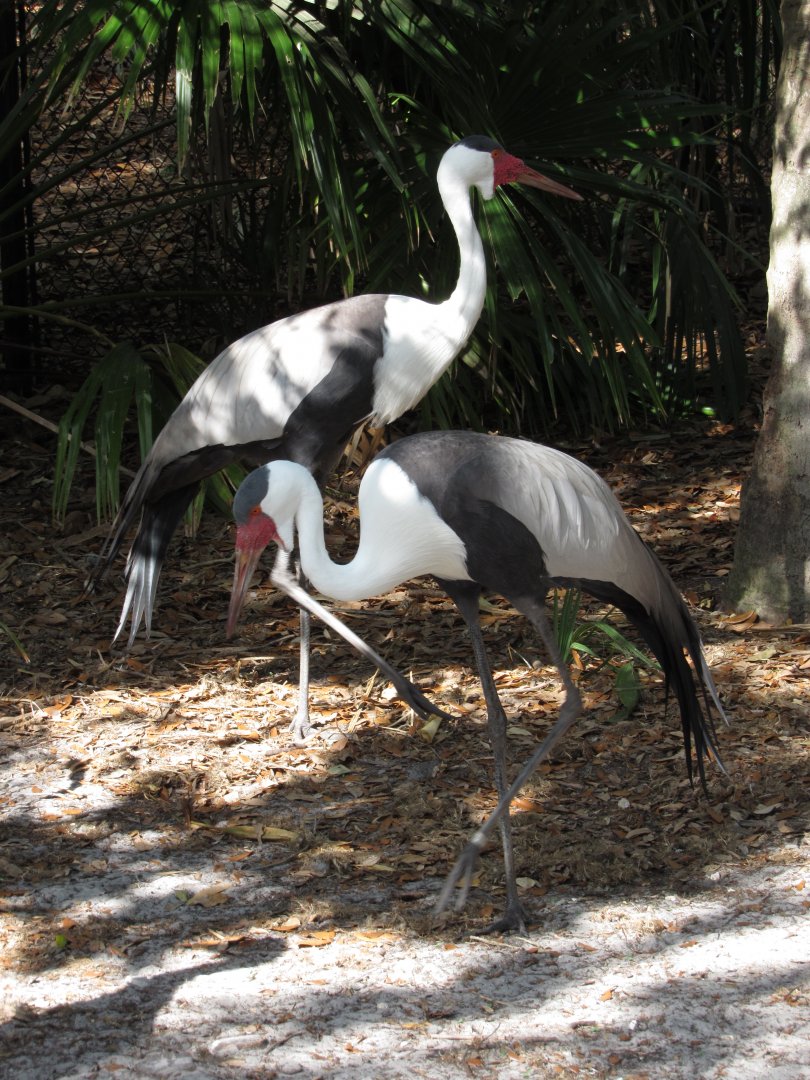 Wattled Crane Pair 2