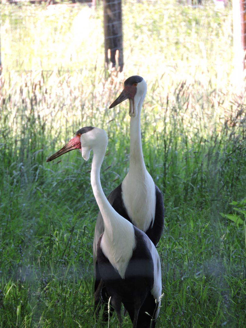 Wattled Crane pair