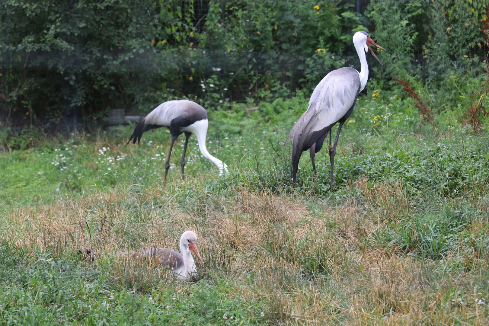 Wattled Crane Parents and Chick