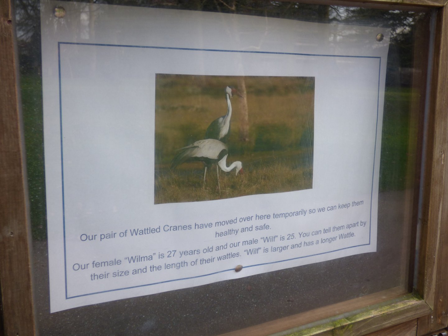 Wattled Crane Signage