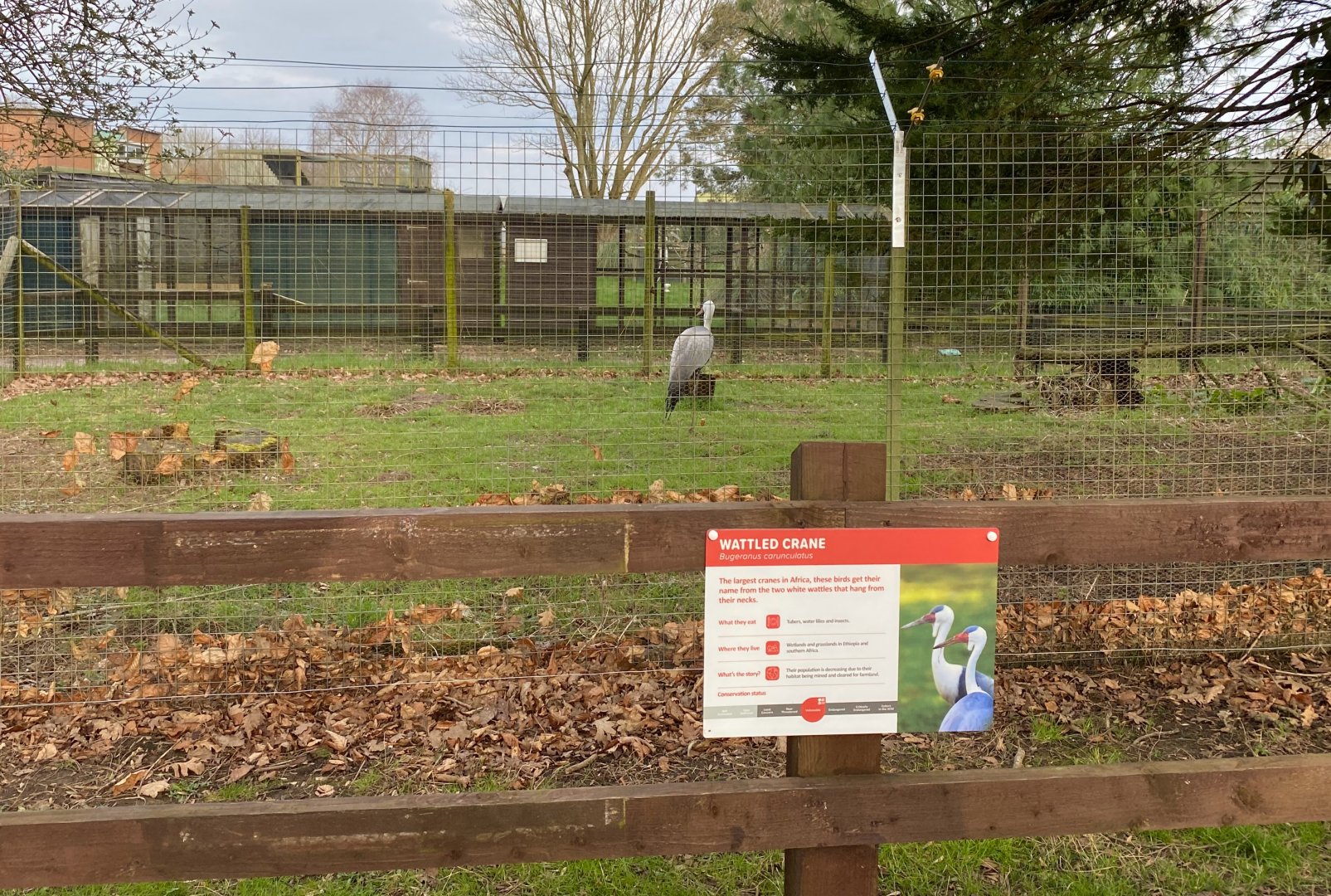 Wattled crane, temporary enclosure, ZSL Whipsnade