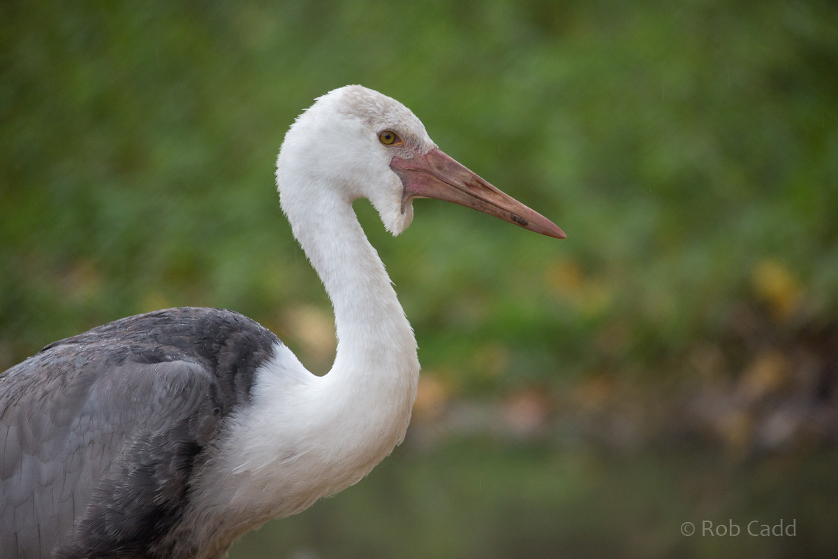 Wattled crane : Whipsnade : 04 Nov 2016