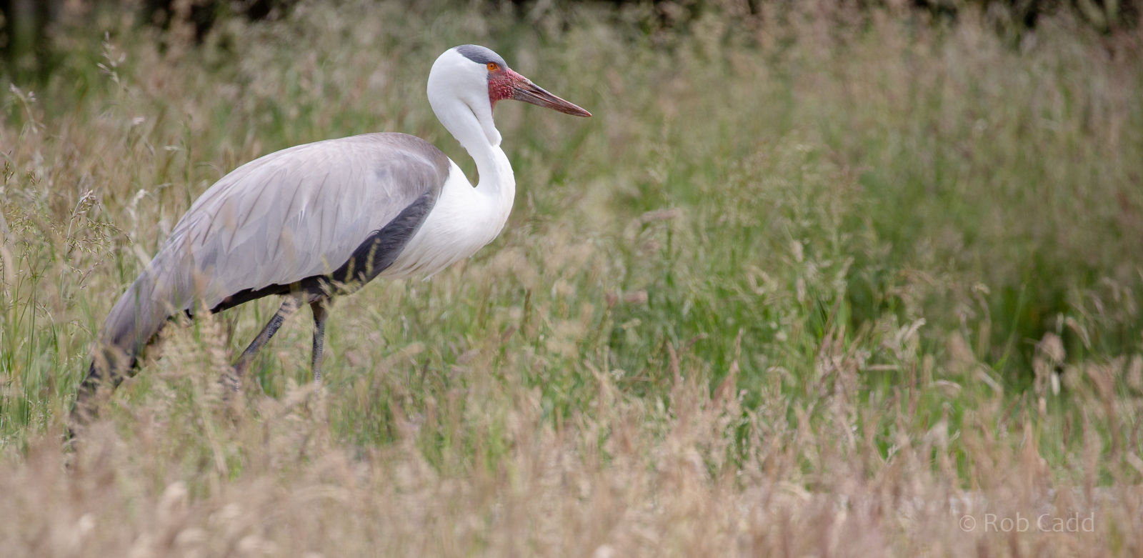 Wattled crane : Whipsnade : 16 Jun 2020
