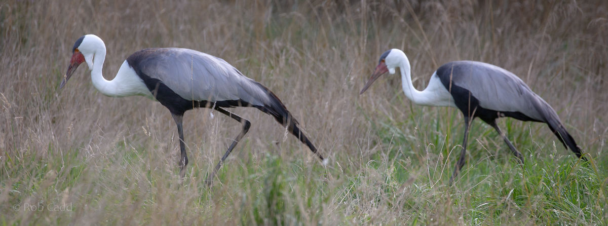 Wattled crane : Whipsnade : 23 Aug 2020