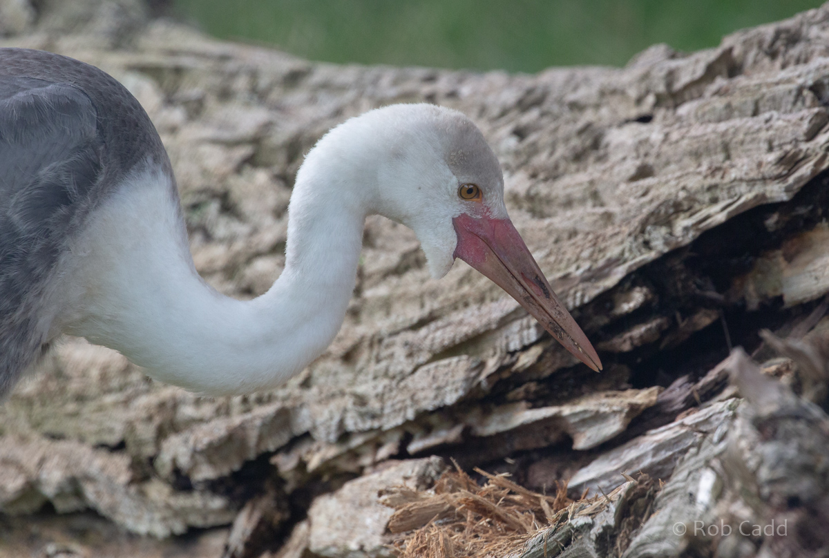 Wattled crane : Whipsnade : 23 Aug 2020