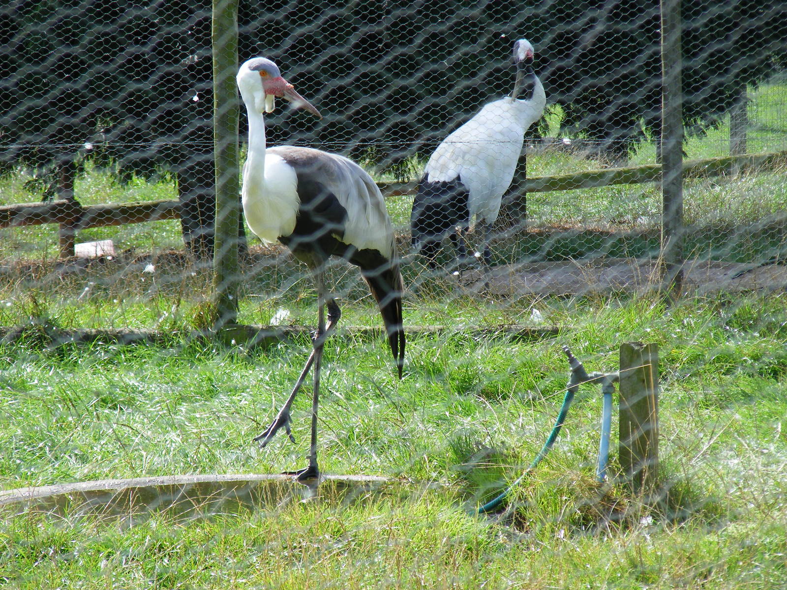 Wattled crane (with Manchurian crane behind) at Hamerton Zoo, 12 September