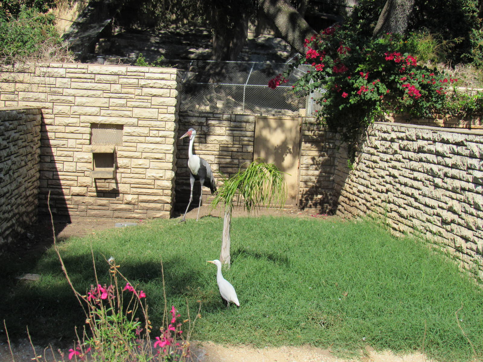 Wattled Crane with Wild Cattle Egret