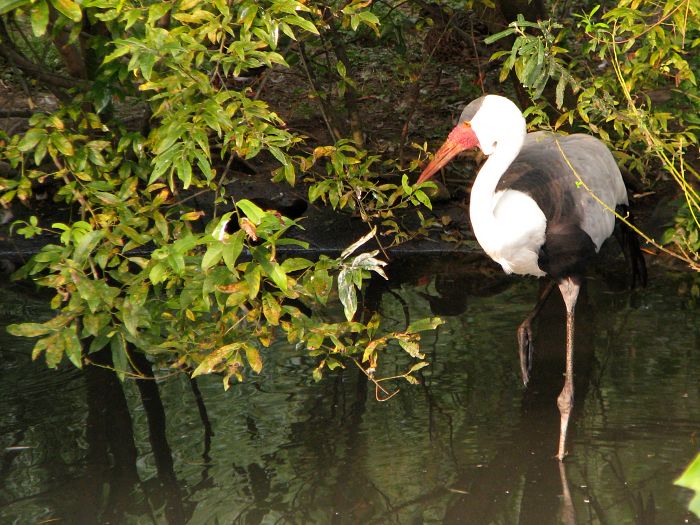 Wattled crane