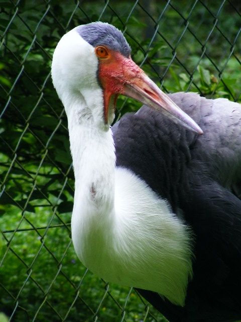 Wattled crane