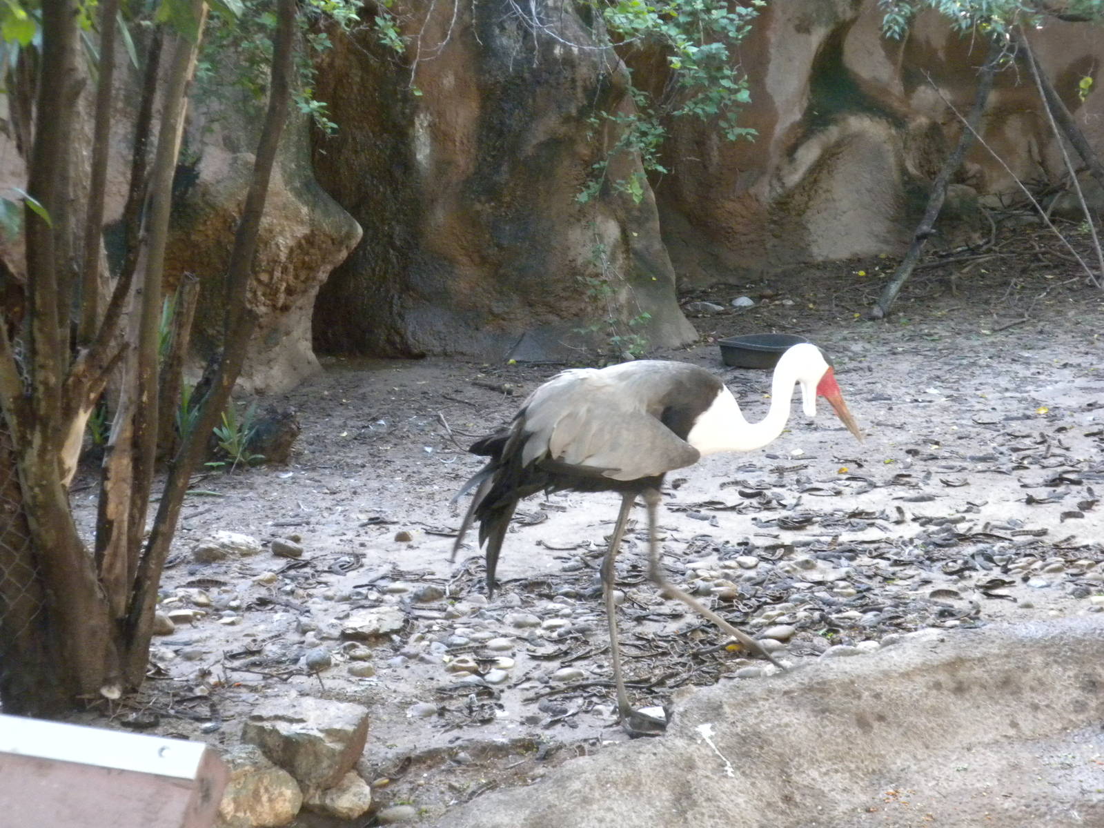 Wattled Crane