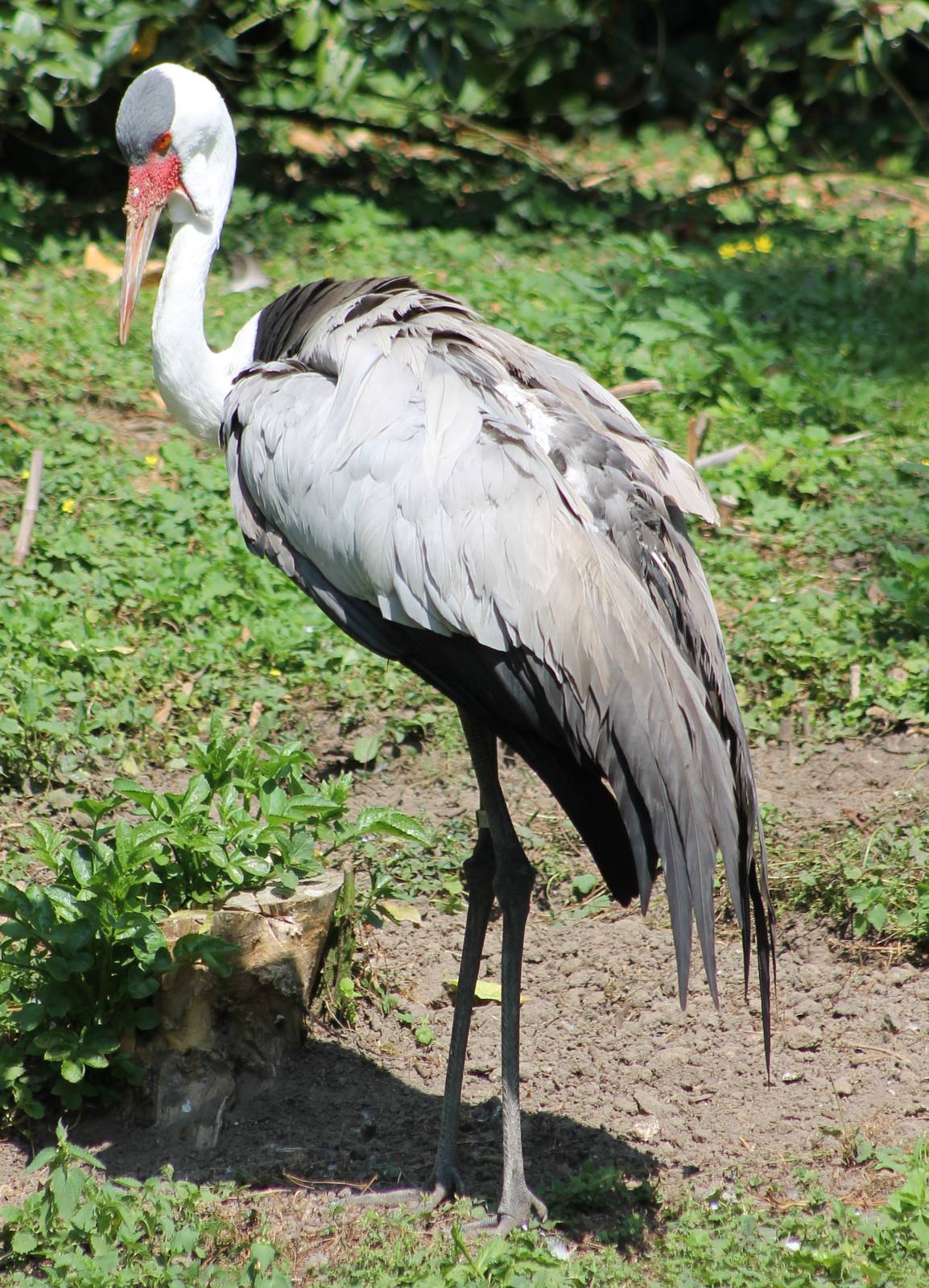 Wattled crane
