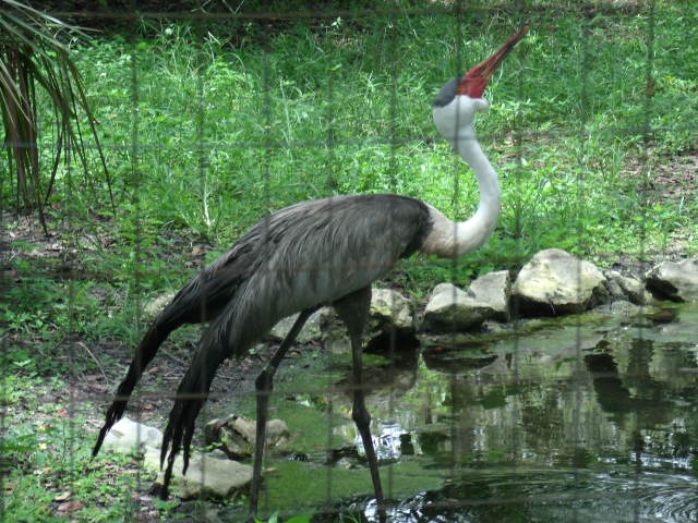 Wattled Crane