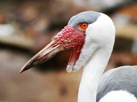 Wattled Crane