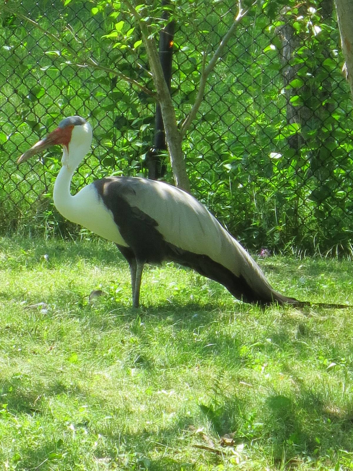 Wattled Crane