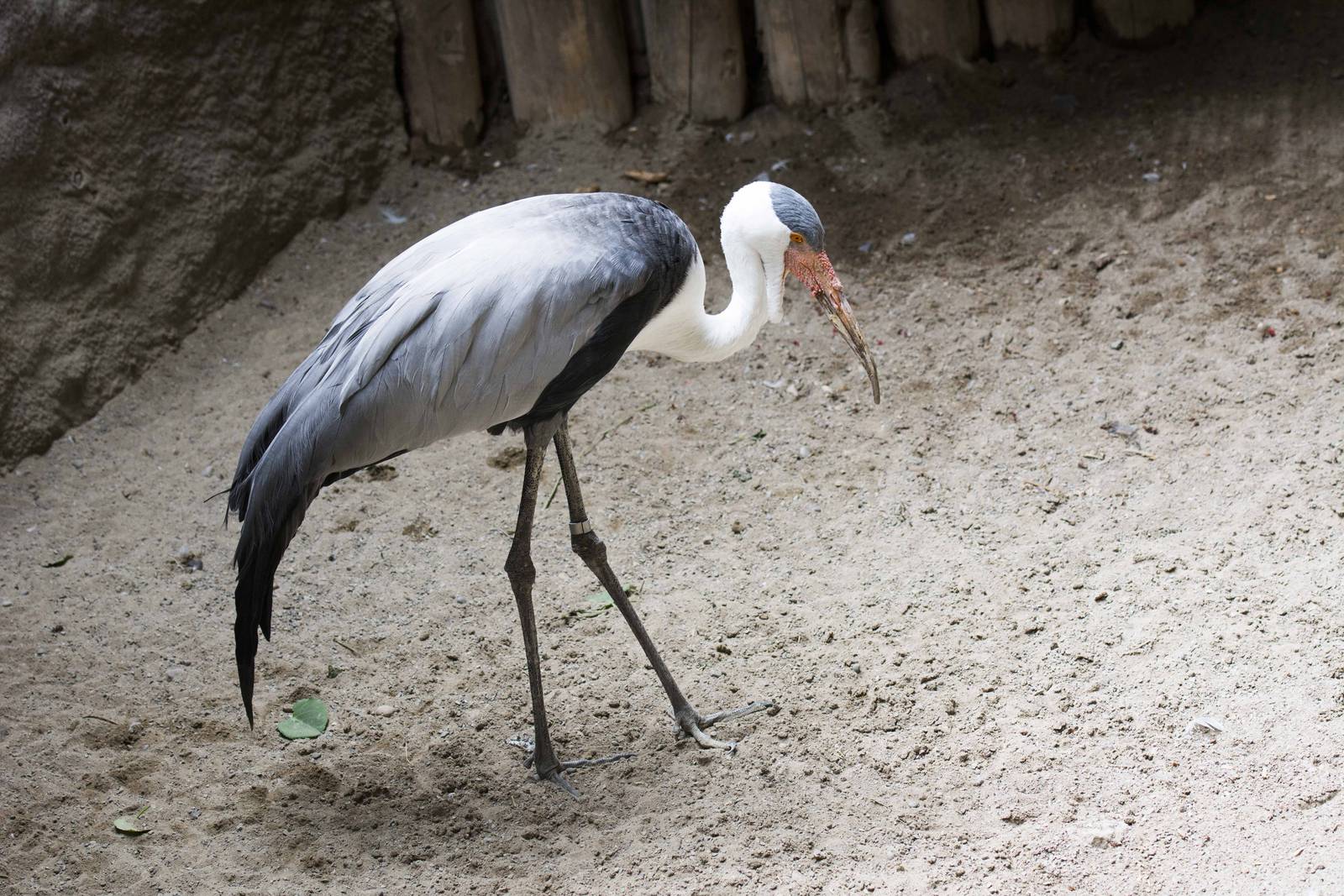 Wattled Crane