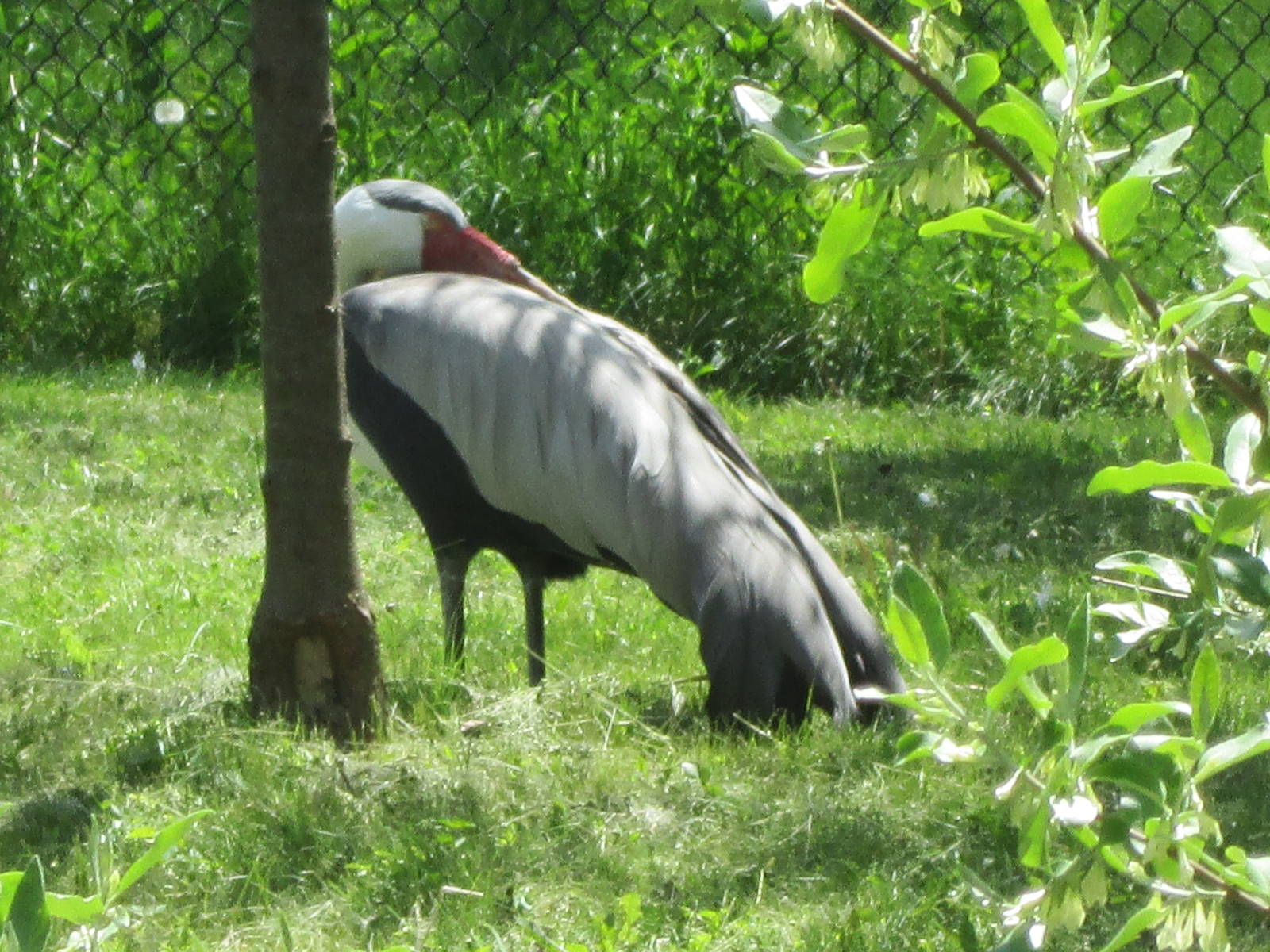 Wattled Crane