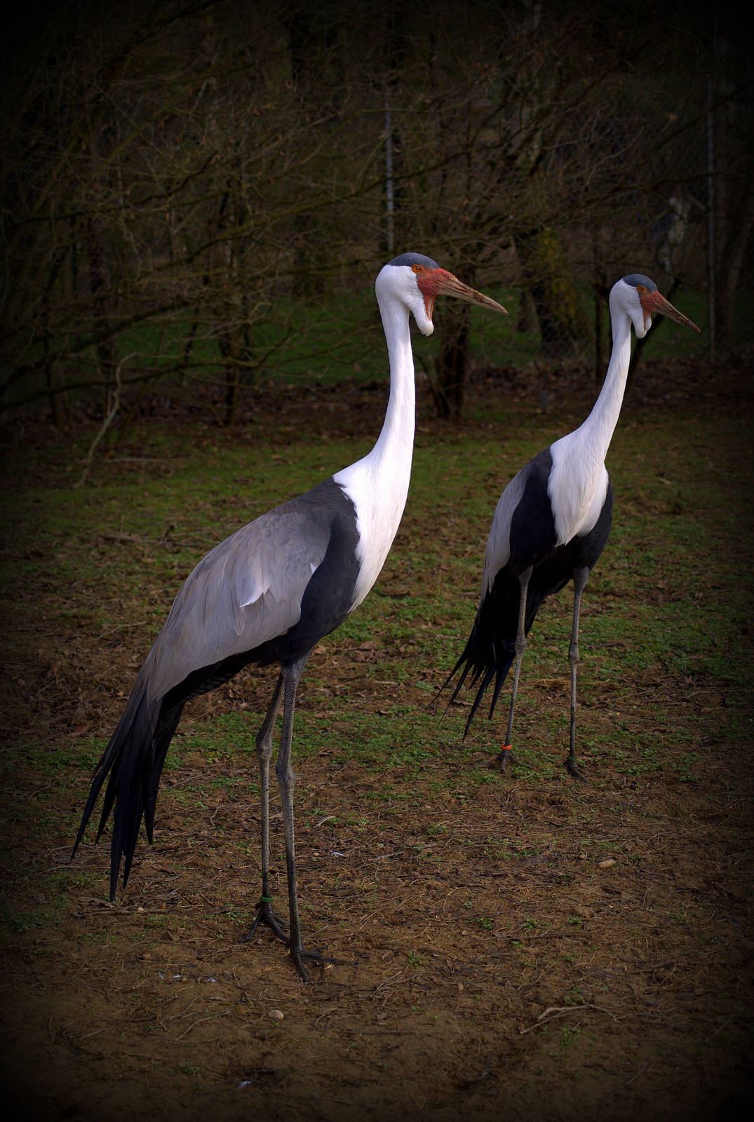 Wattled crane