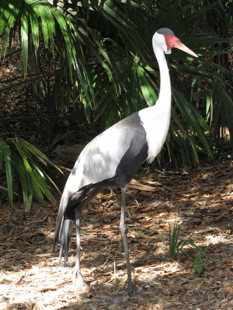Wattled Crane