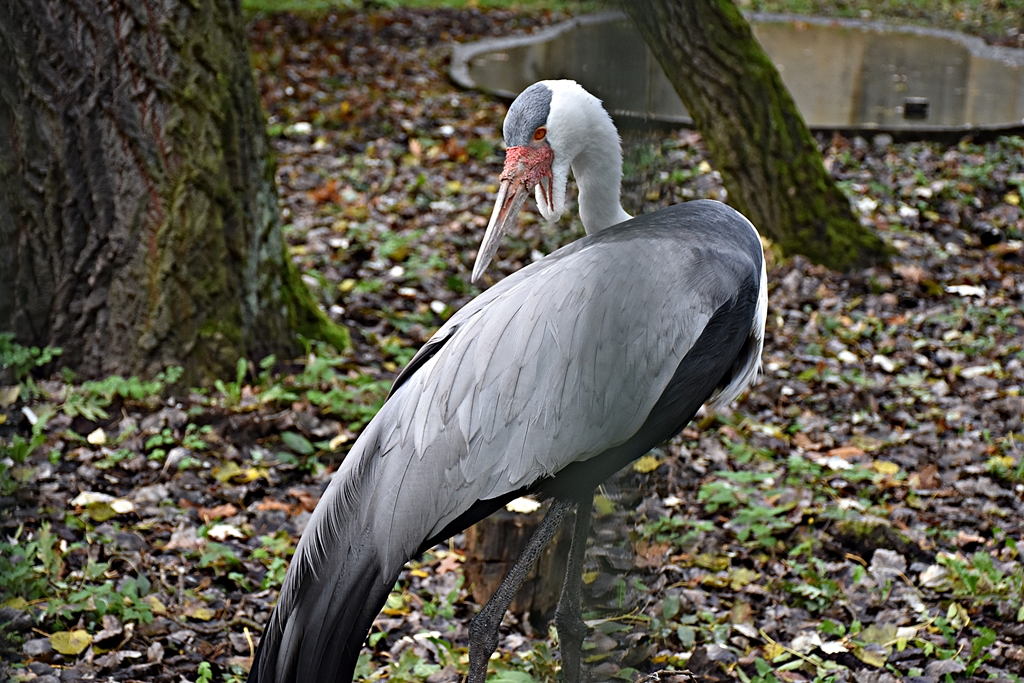Wattled crane