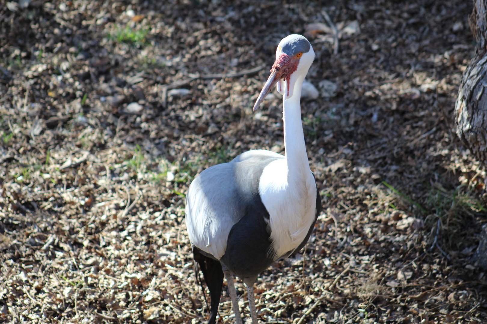 Wattled Crane