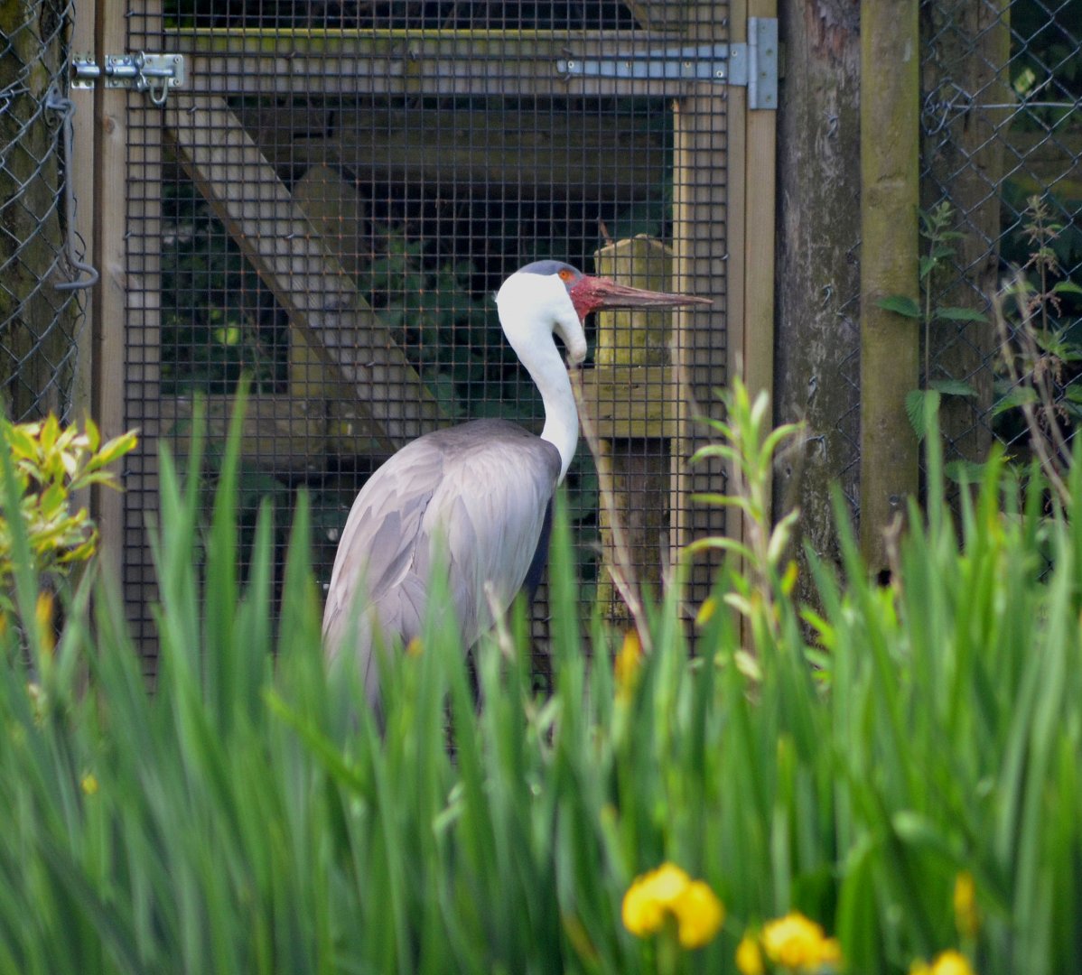 Wattled Crane