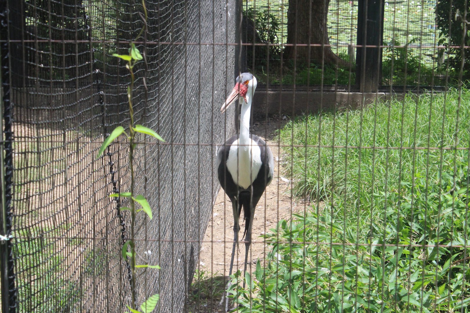 Wattled crane