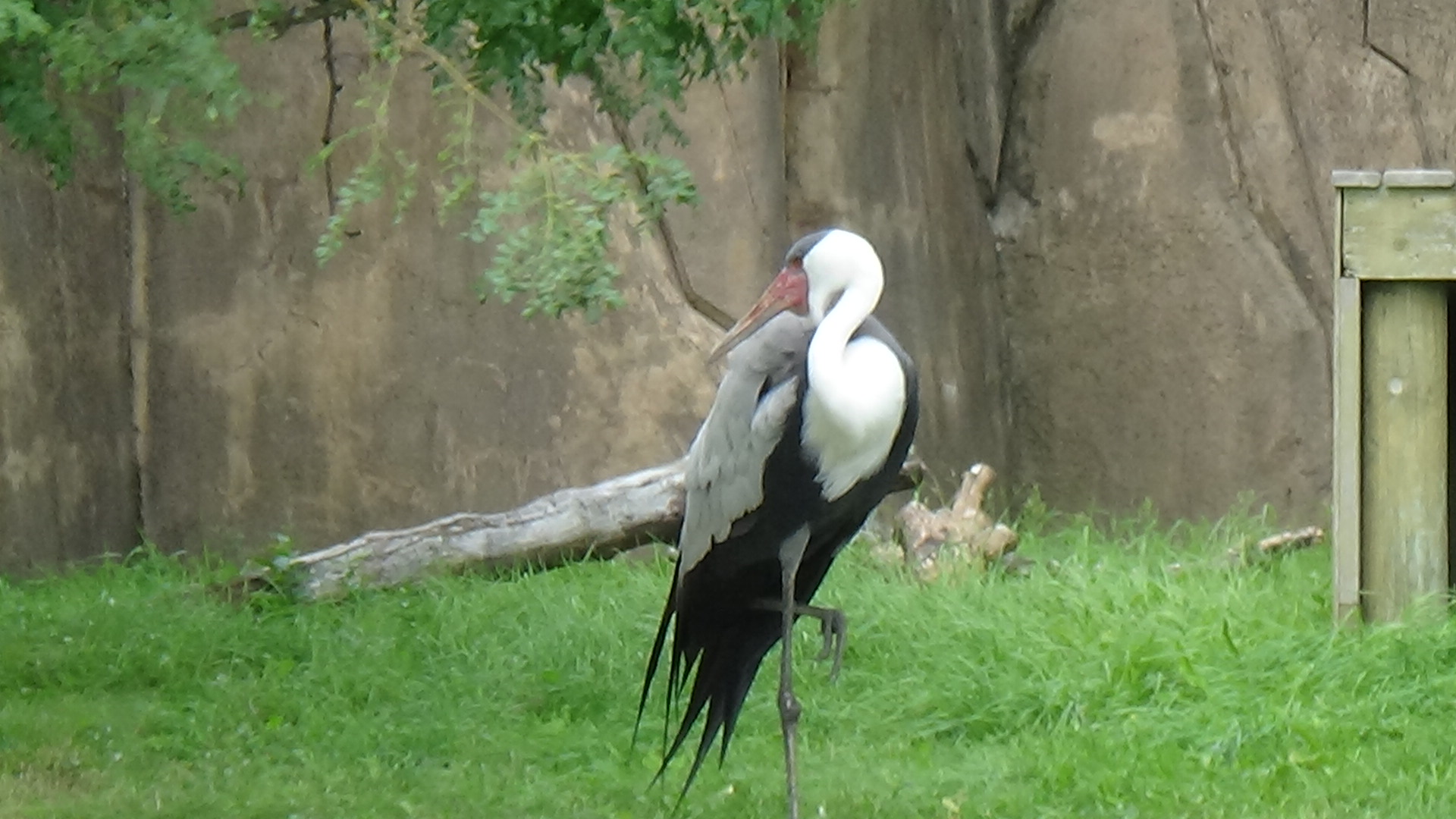 Wattled crane