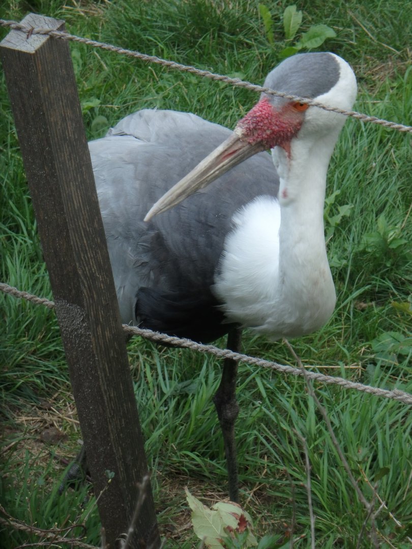 Wattled crane