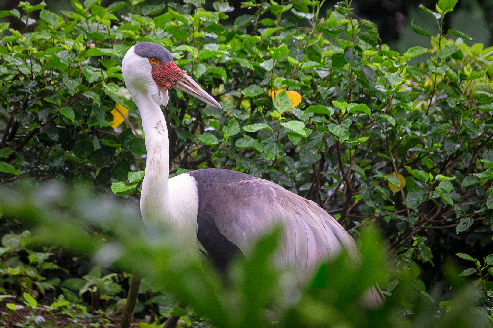 Wattled crane